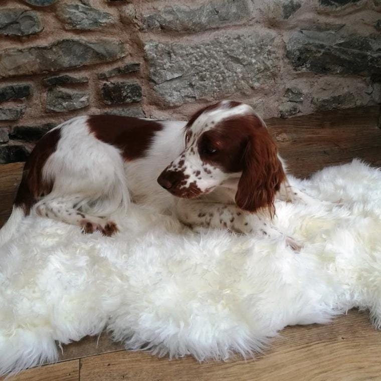 kinnoti Dog Carpet