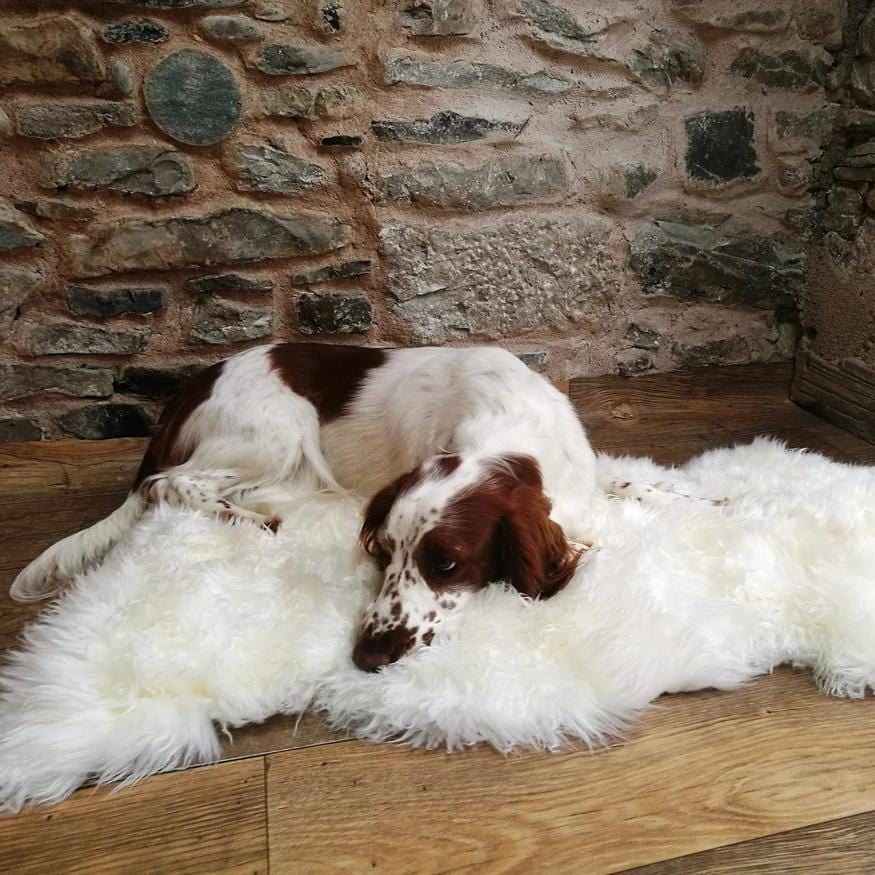 kinnoti Dog Carpet