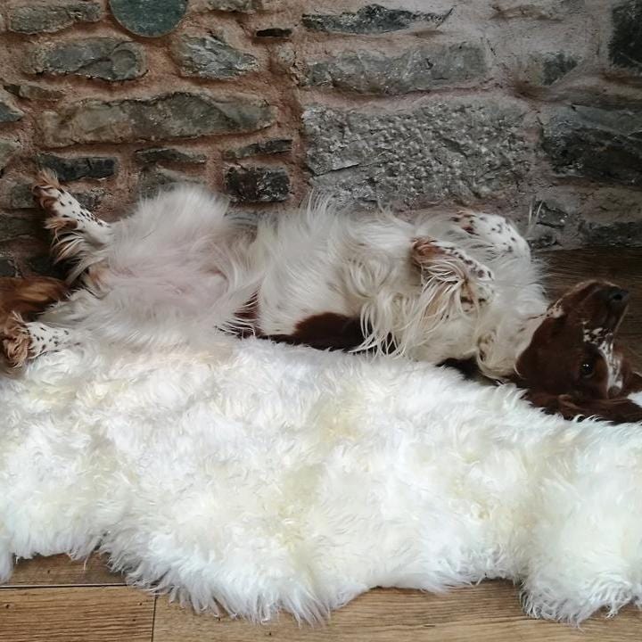 kinnoti Dog Carpet