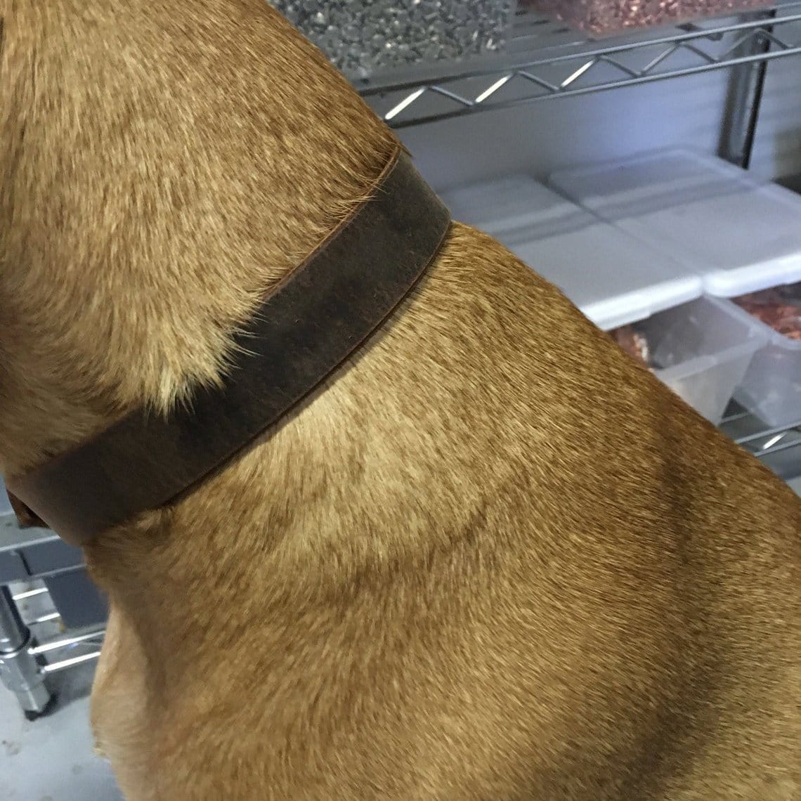 kinnoti Leather Dog Collar